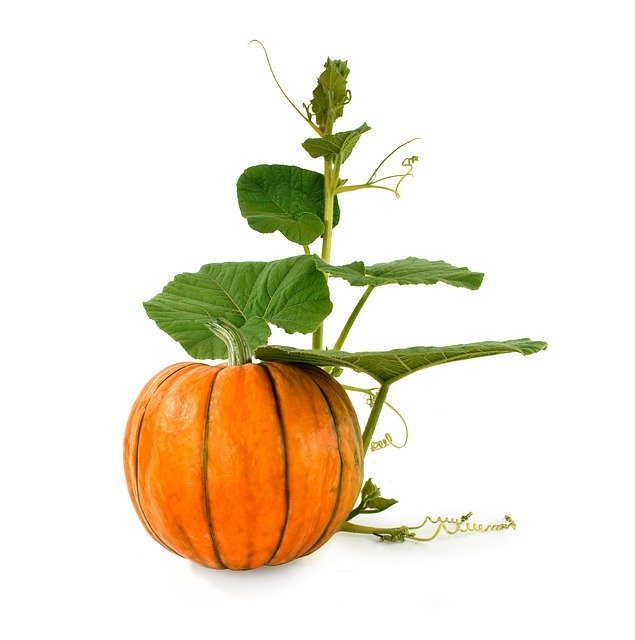 かぼちゃの育て方は 家庭菜園で栽培する際のコツと失敗しやすいポイントを解説 暮らし の