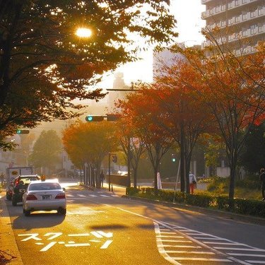 日本の街路樹の種類は何がある 街路樹の本数ランキングtop5 暮らし の