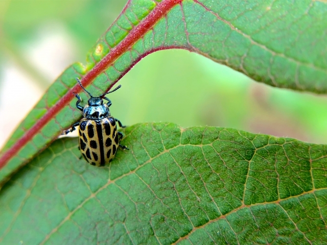 害虫ハムシの駆除方法6選 その特徴から効果的な対策方法をご紹介 暮らし の