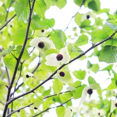 ハンカチとは その特徴や花言葉をとその由来などもご紹介 暮らし の