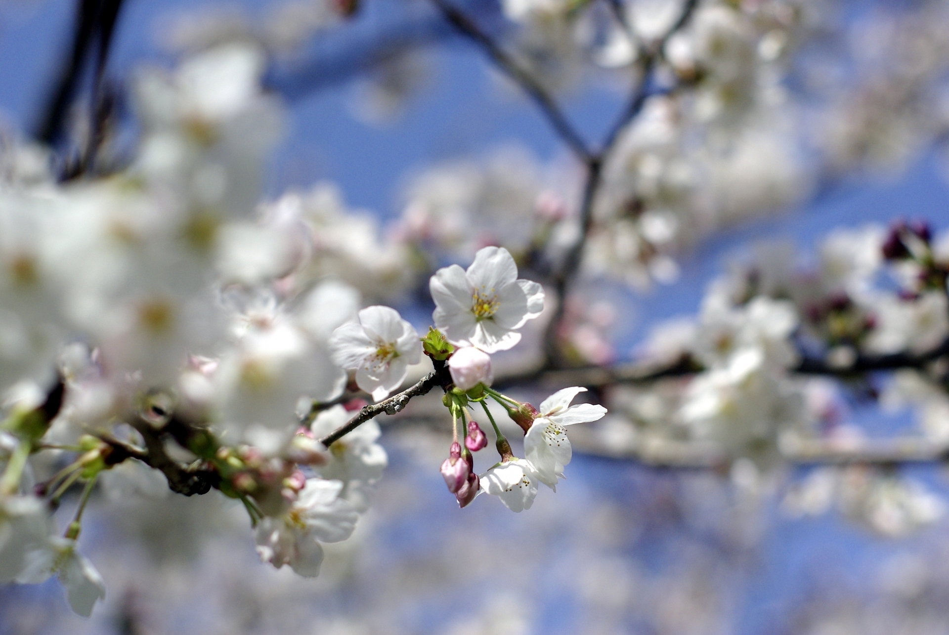 連載 女神が蒔いた桜は日本の春の風物詩 種類別の花言葉をご紹介 2ページ目 暮らし の