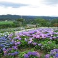 【2020全国版】紫陽花の絶景名所ランキング12！今年の日本一に輝くのはどこだ？