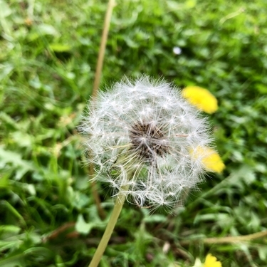 連載 あの綿毛にも花言葉があった タンポポの花言葉とその由来を解説 暮らし の