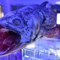 【2022最新】全国の深海魚がいる水族館１０選！レア度満点の場所はココだ！