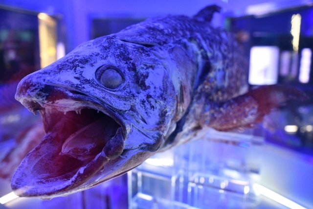 最新 全国の深海魚がいる水族館１０選 レア度満点の場所はココだ 暮らし の