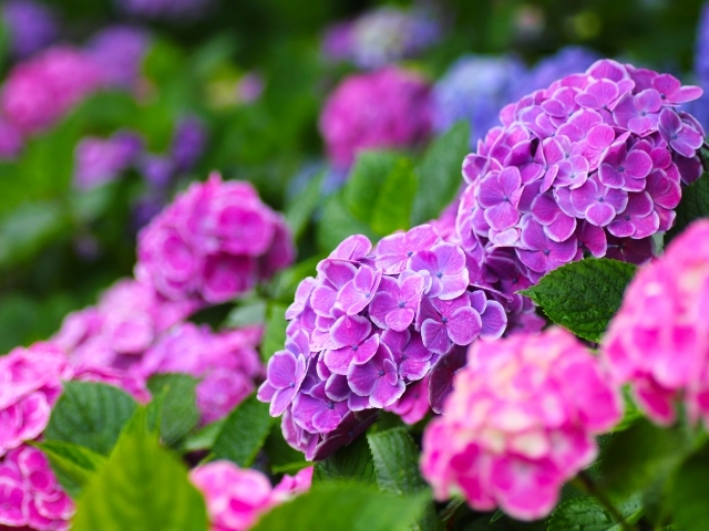 美しすぎる 梅雨時期に咲く花13選 5 6月が見頃の種類や 花言葉もご紹介 暮らし の