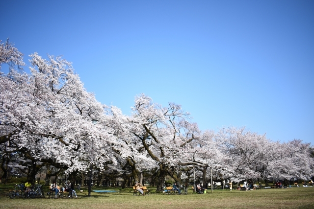 伝統を受け継ぐ絶景 小金井公園の桜の見どころをご紹介 その種類や見頃の時期も 暮らし の