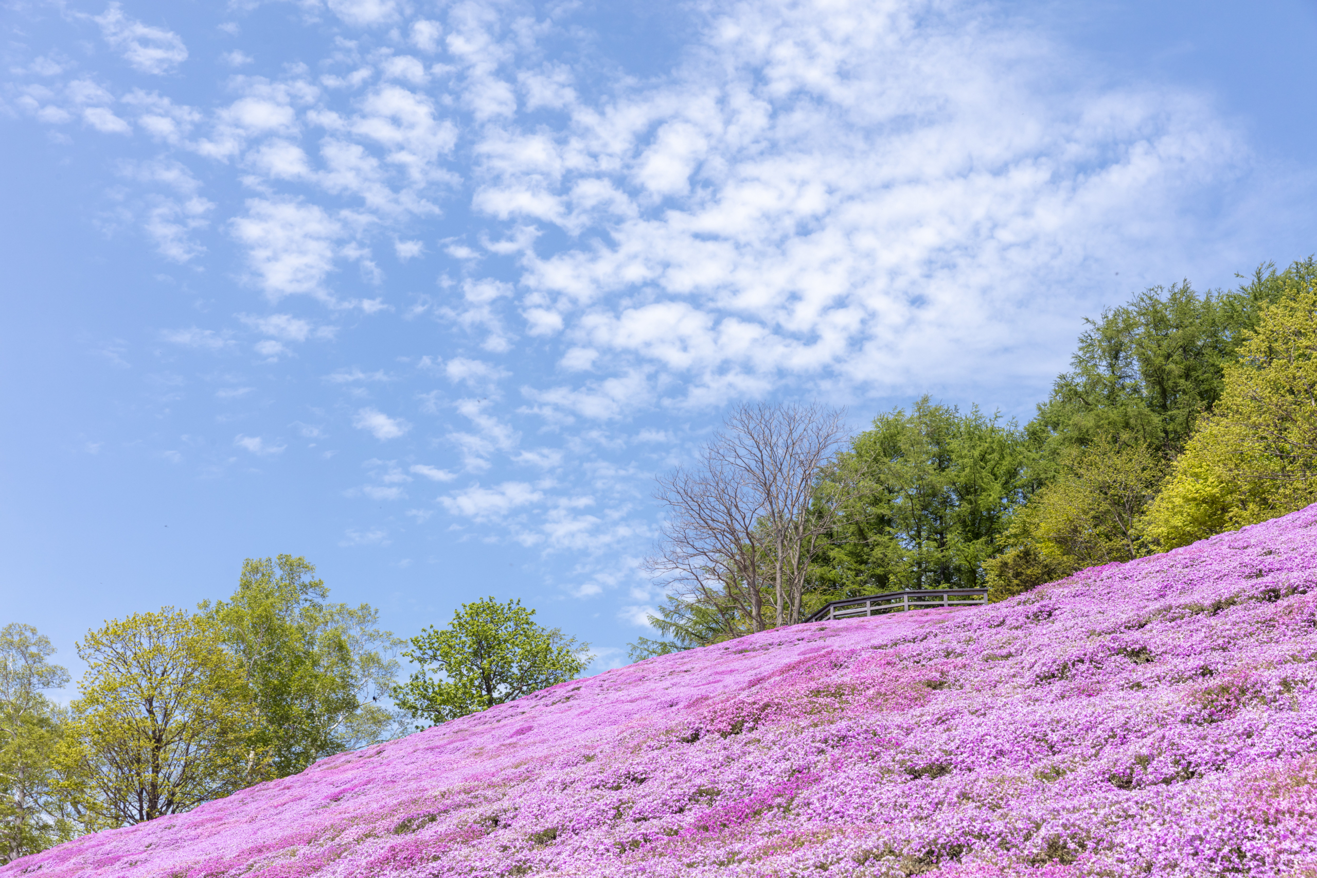 北海道の芝桜の名所スポットランキング4選 見頃の時期やgw情報もご紹介 暮らし の