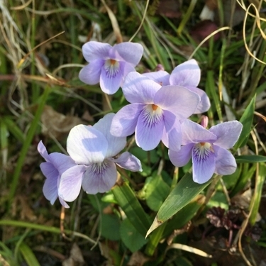 タチツボスミレってどんな花 似た種類との見分け方や簡単な育て方をご紹介 暮らし の