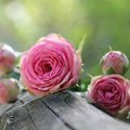 【早わかり】バラとスプレーバラの違いとは？その特徴やおしゃれな飾り方もご紹介！
