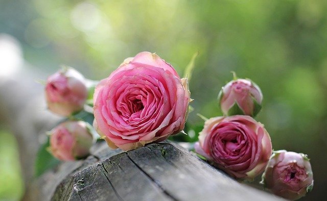 早わかり バラとスプレーバラの違いとは その特徴やおしゃれな飾り方もご紹介 暮らし の