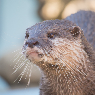 最新 カワウソがいる水族館10選 餌やり 握手ができるのはココ 暮らし の