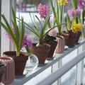【連載】室内でも楽しめる鉢植えはどれ？初心者にもおすすめの春の花鉢をご紹介