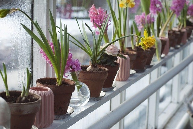 連載 室内でも楽しめる鉢植えはどれ 初心者にもおすすめの春の花鉢をご紹介 Kurashi No