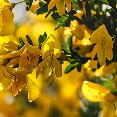 エニシダとは 庭木にもおすすめな植物の特徴や花言葉などをご紹介 暮らし の