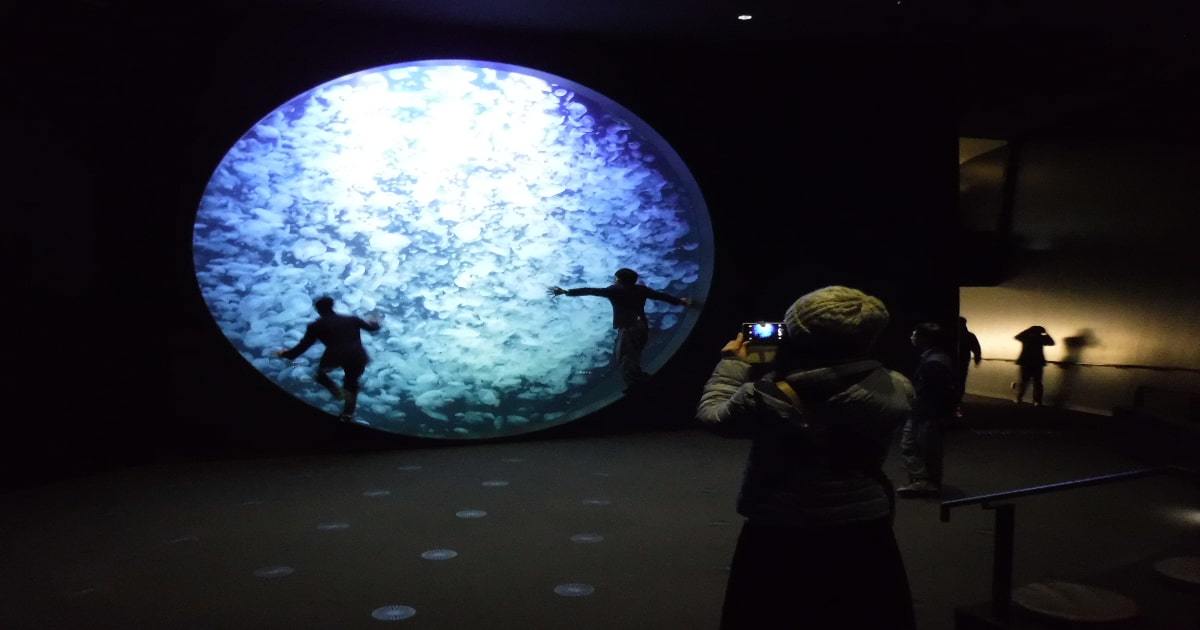 最新 鶴岡市立加茂水族館の見どころ大解剖 世界一のクラゲが見れる 暮らし の