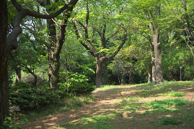 平和の森公園のアスレチックの魅力とは 広大な自然の森でアドベンチャーを楽しもう 暮らし の