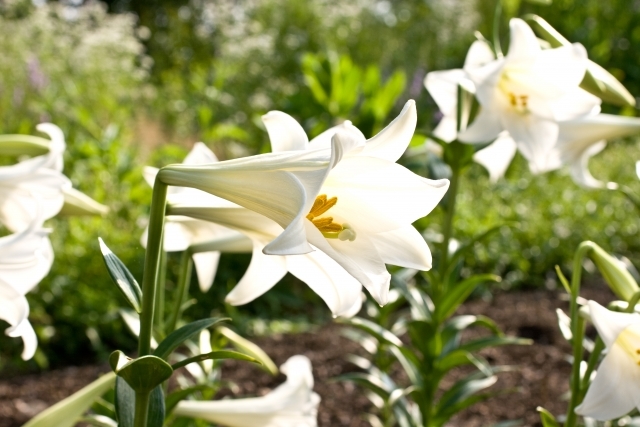 美しい白色が映える テッポウユリの育て方 種まき 植え付けから増やし方まで 暮らし の