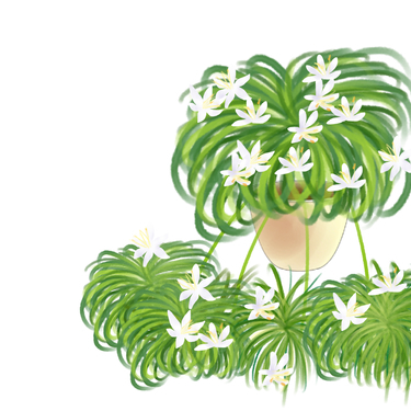 オリヅルランの花言葉 風水にも良い観葉植物 誕生花や育て方のコツもご紹介 暮らし の