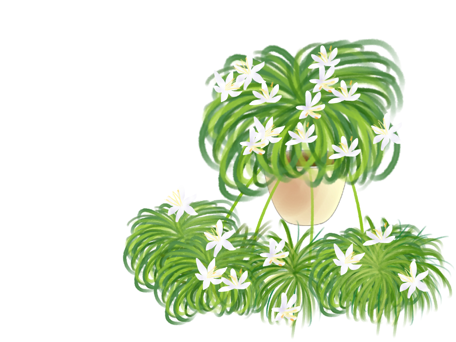 オリヅルランの花言葉 風水にも良い観葉植物 誕生花や育て方のコツもご紹介 暮らし の