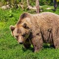 キャンプ・野営での熊よけ方法は？被害を防止する万全の対策術を徹底解説！
