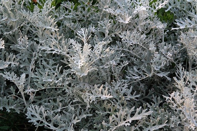 シロタエギクの花言葉はプレゼントにピッタリ 誕生花や育て方もあわせてご紹介 Kurashi No