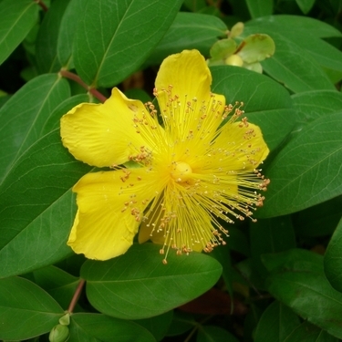 オトギリソウの花言葉がちょっと怖い 気になるその意味や名前の由来をご紹介 暮らし の