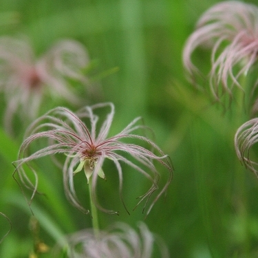 チングルマ 珍車 はどんな花 その特徴や花言葉 育て方まで一挙ご紹介 暮らし の