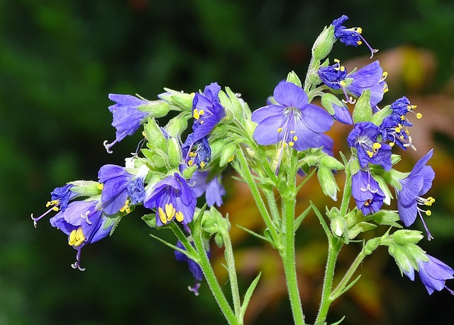 ハナシノブの花言葉は送別にピッタリ 誕生花から名前の由来まで徹底紹介 Kurashi No