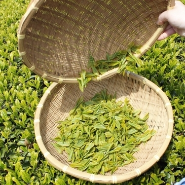 お茶の木こと チャノキ についてご紹介 その特徴や育て方って 暮らし の