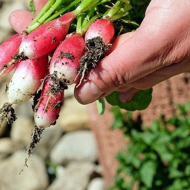 簡単 作りやすい 失敗しない 家庭菜園初心者におすすめの野菜11選 暮らし の