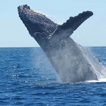 クジラのいる水族館はないの 日本や世界の水族館を調査 クジラの種類も 暮らし の