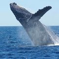 クジラのいる水族館はないの？日本や世界の水族館を調査！クジラの種類も！