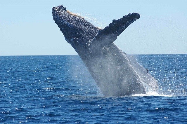 クジラのいる水族館はないの 日本や世界の水族館を調査 クジラの種類も 暮らし の