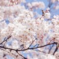 吉野山のハイキングコースの楽しみ方！迫力いっぱいの桜を堪能せよ！