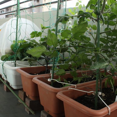 初心者でも簡単 プランター家庭菜園の方法を解説 ベランダで栽培できる野菜も 暮らし の