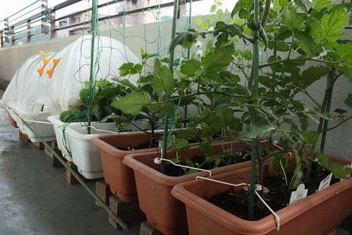 初心者でも簡単 プランター家庭菜園の方法を解説 ベランダで栽培できる野菜も Kurashi No