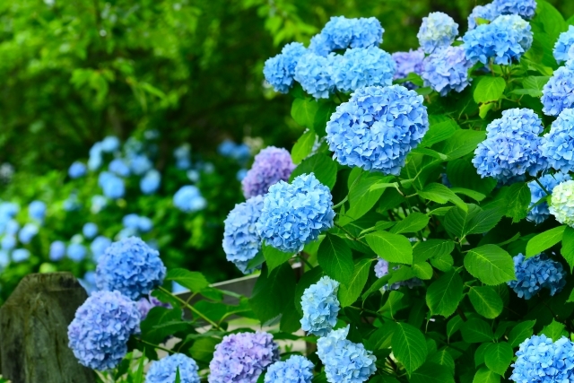 関西で必ず行きたい花の名所おすすめ13選 色鮮やかな風景を見れるのはココ 暮らし の