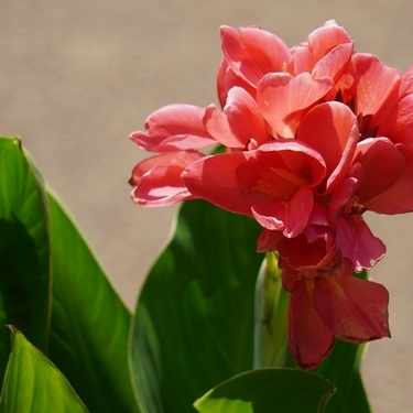 連載 夏の暑さにも負けないカンナ カンナの花言葉を解説 暮らし の