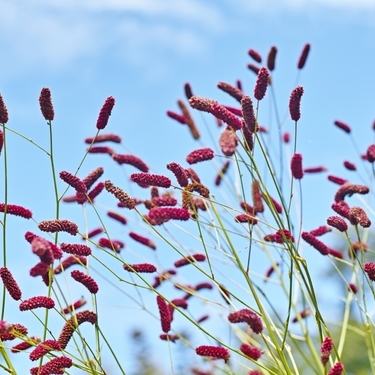 華奢な花が可愛らしい ワレモコウの育て方と花言葉 栽培のコツはこれ 暮らし の