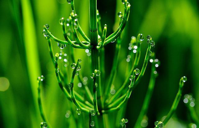 しつこいスギナのおすすめ駆除方法をご紹介 専用除草剤でキレイさっぱり 暮らし の