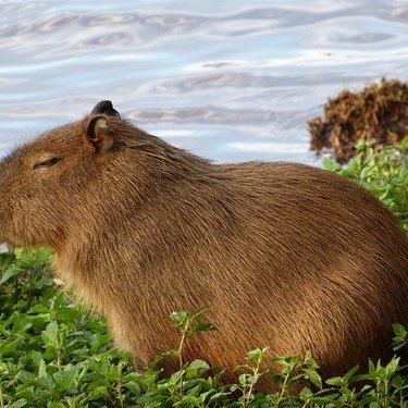 カピバラはペットとして飼育できる 飼い方や購入方法 寿命についてもまとめて解説 暮らし の