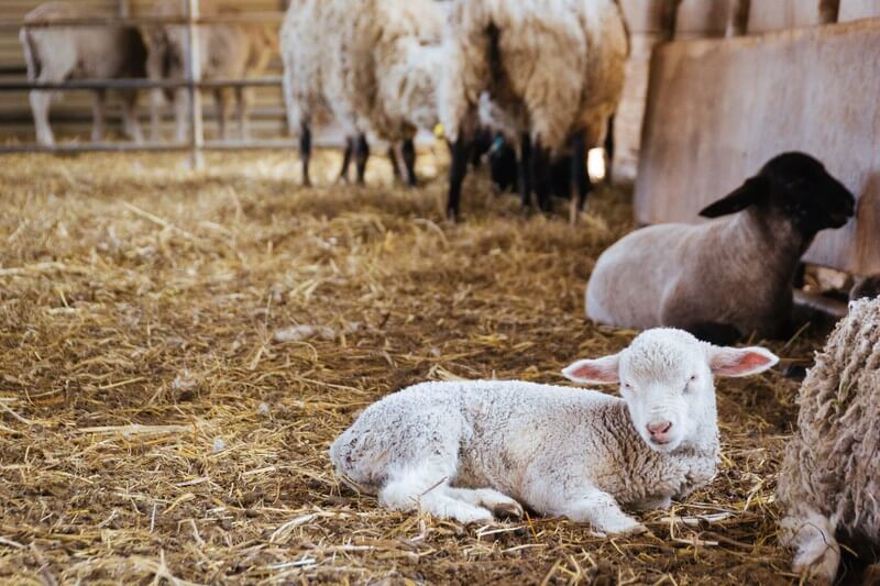 ヤギをペットとして飼いたい 飼い方や性格 値段 寿命などまとめてご紹介 暮らし の