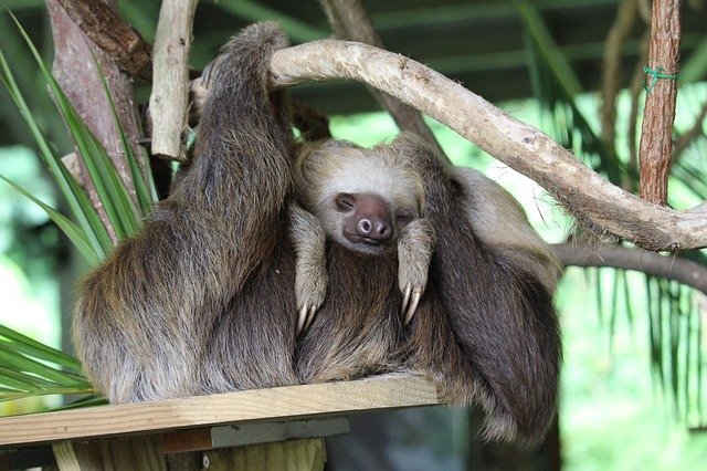 ナマケモノをペットにしたい 飼い方から性格 値段など気になる情報を総まとめ 暮らし の