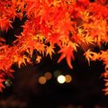 【2020】静岡の人気紅葉スポットTOP14 ！秋を彩る絶景名所はココだ！