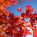 【2020】札幌の紅葉スポット8選！街全体が色づく秋の観光名所をご紹介！