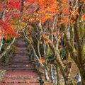 【2021】鶏足寺で紅葉を大満喫しよう！気になる見頃の時期や見所をご紹介！