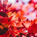 【2021】弥彦公園もみじ谷で紅葉を満喫！見頃の時期やライトアップ情報をご紹介！