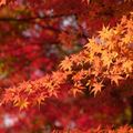 【2020】青森の紅葉スポットおすすめ11選！秋を愉しむ絶景名所を厳選！