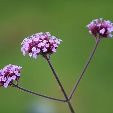 ヤナギハナガサ 三尺バーベナ とはどんな植物 特徴 花言葉 育て方をご紹介 暮らし の